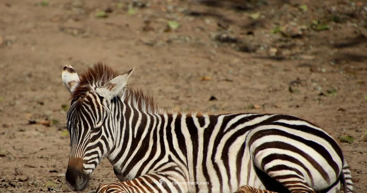 Zebra Handheld Scanner - Scanner Check