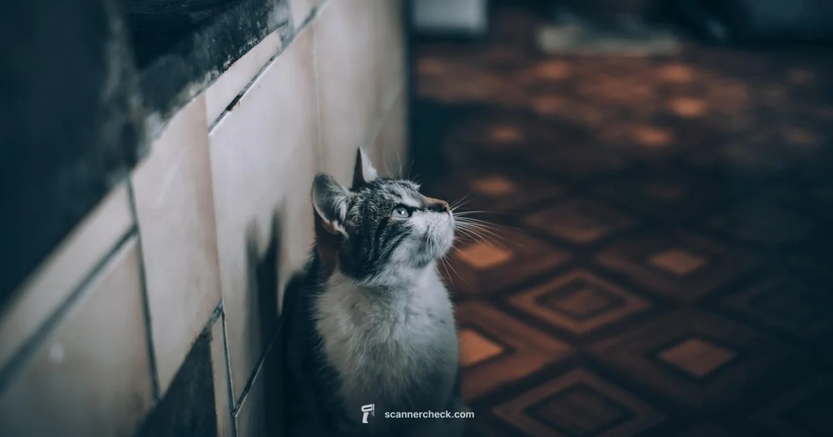 Pet Scanner Size - Scanner Check