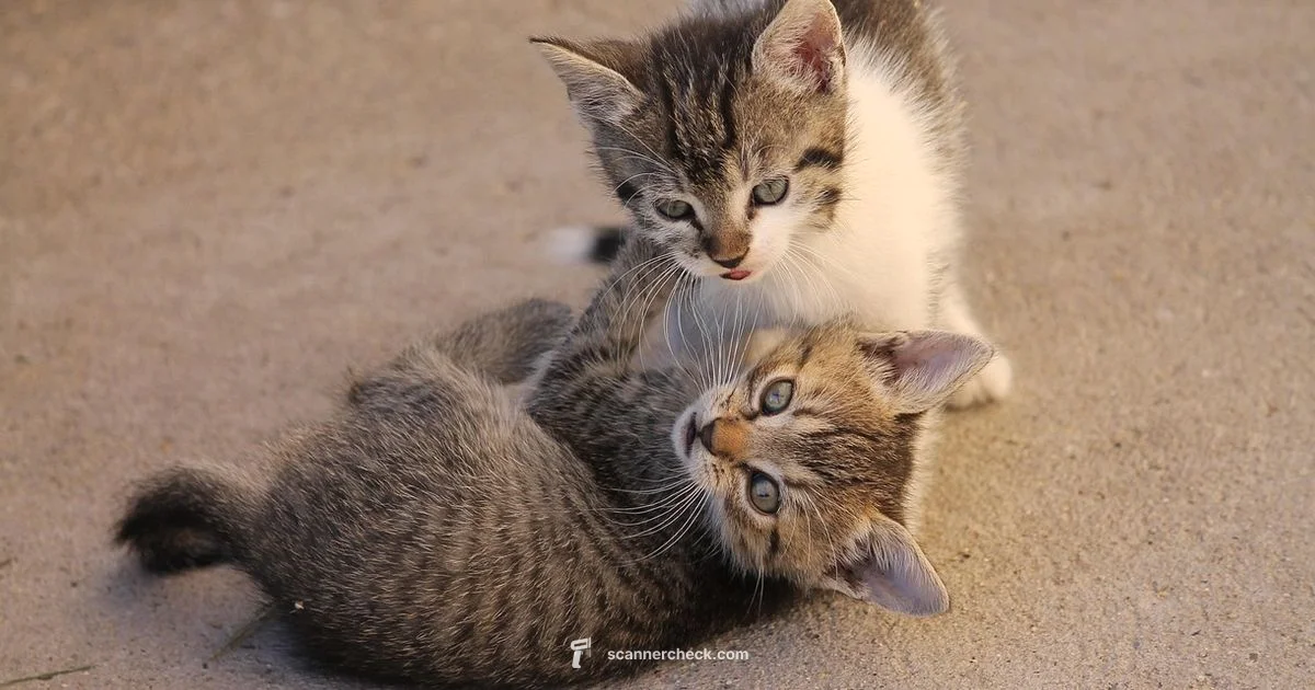 Pet Scanner Costs Pet Scanner Costs - Scanner Check