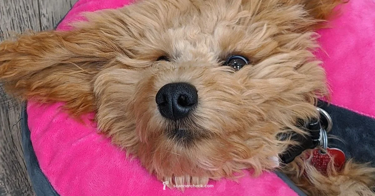 Pet Imaging Guide Pet Imaging Guide - Scanner Check