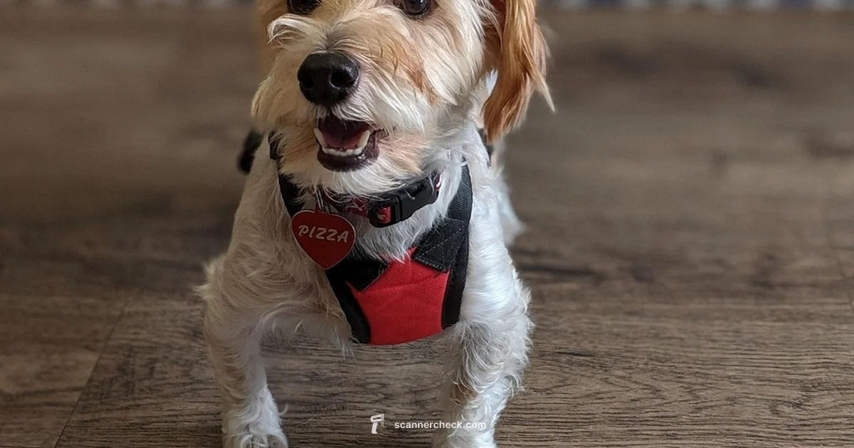 Pet ID Chip Scanner - Scanner Check