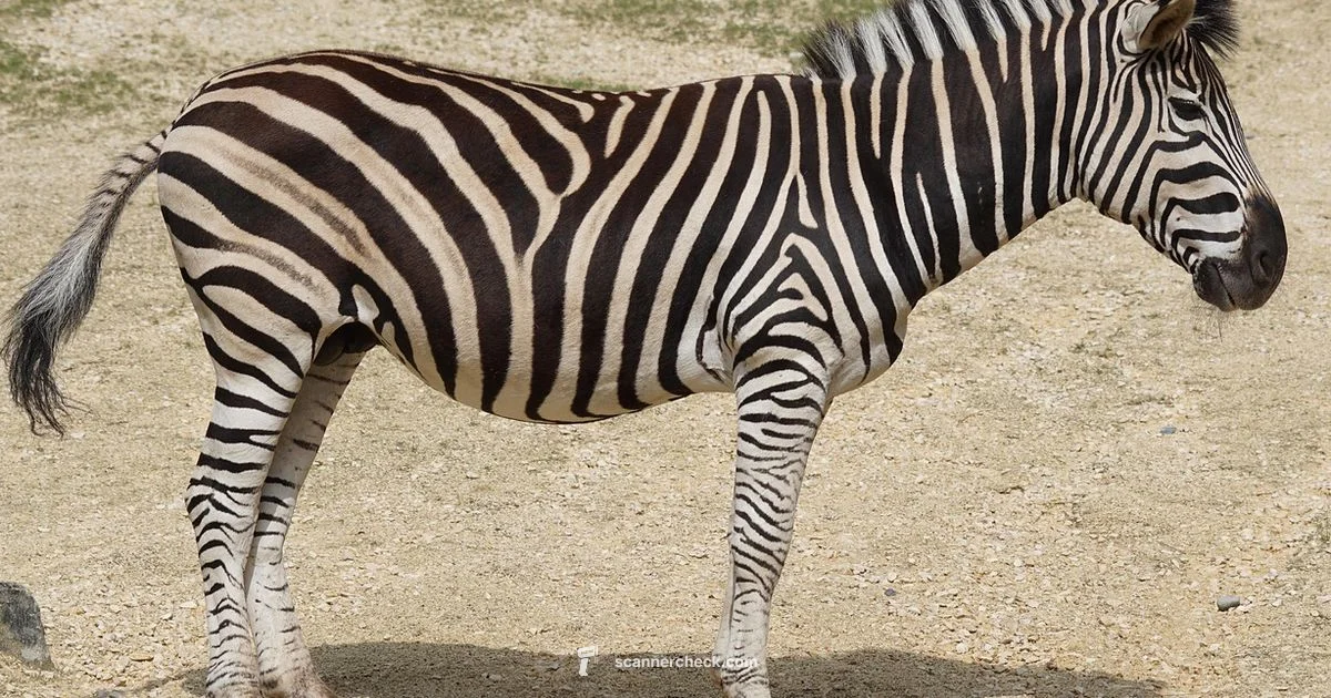 Auto Enter Setup - Scanner Check