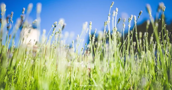 Scan Search Guide - Scanner Check