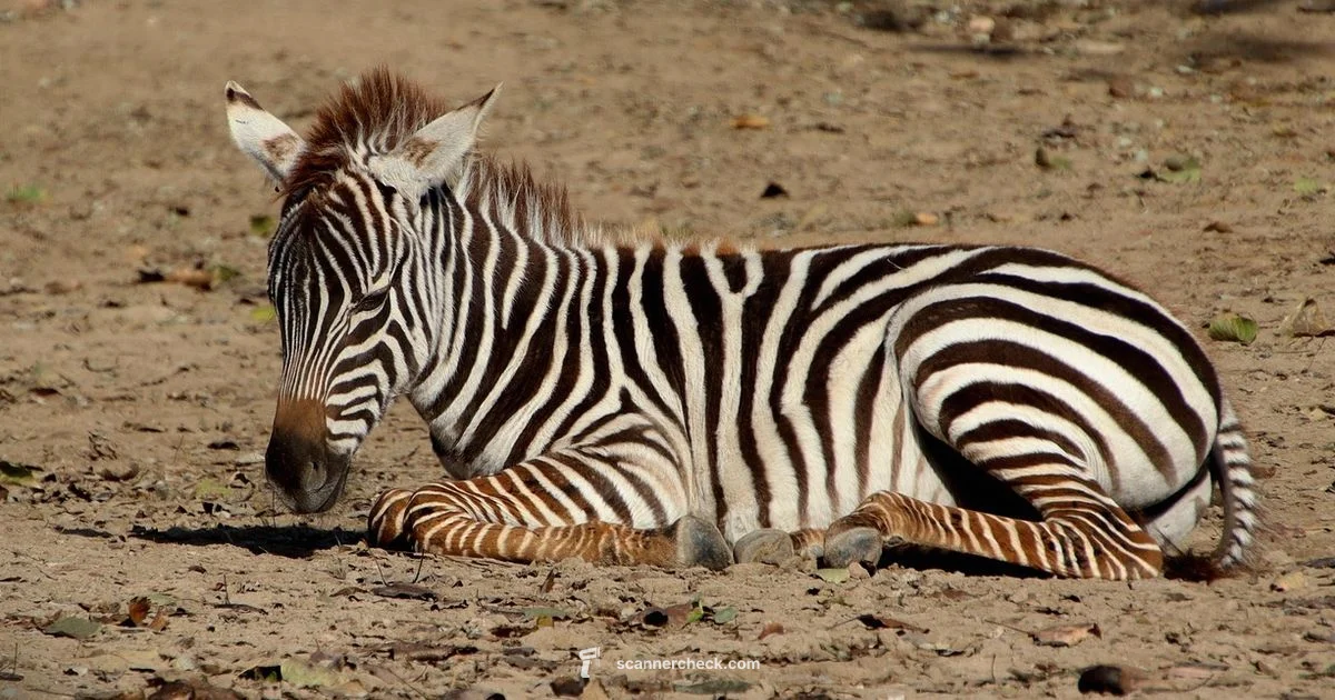 Zebra Scanner Guide - Scanner Check